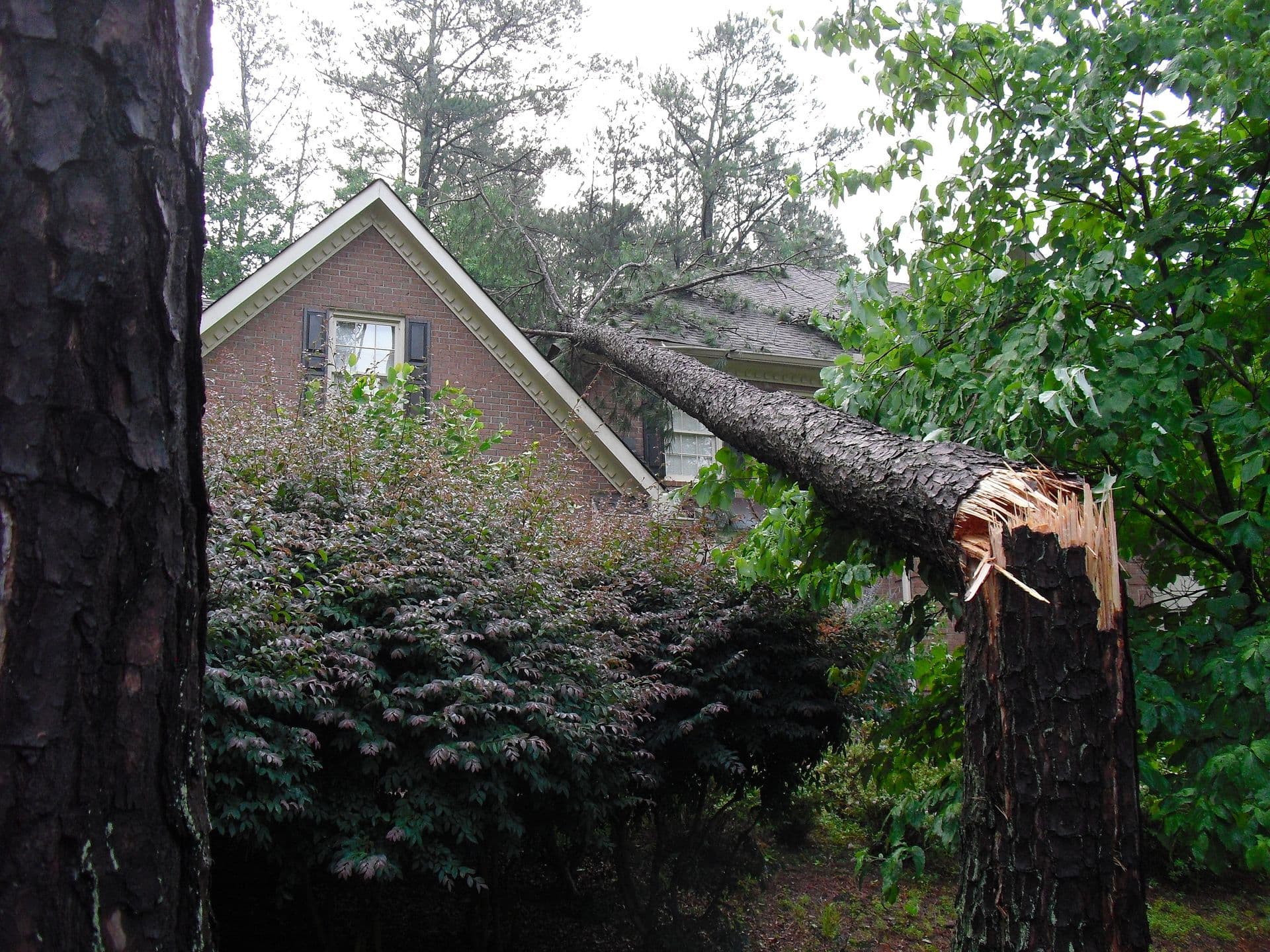 bigstock-Broken-Tree-21416141 (1).jpg